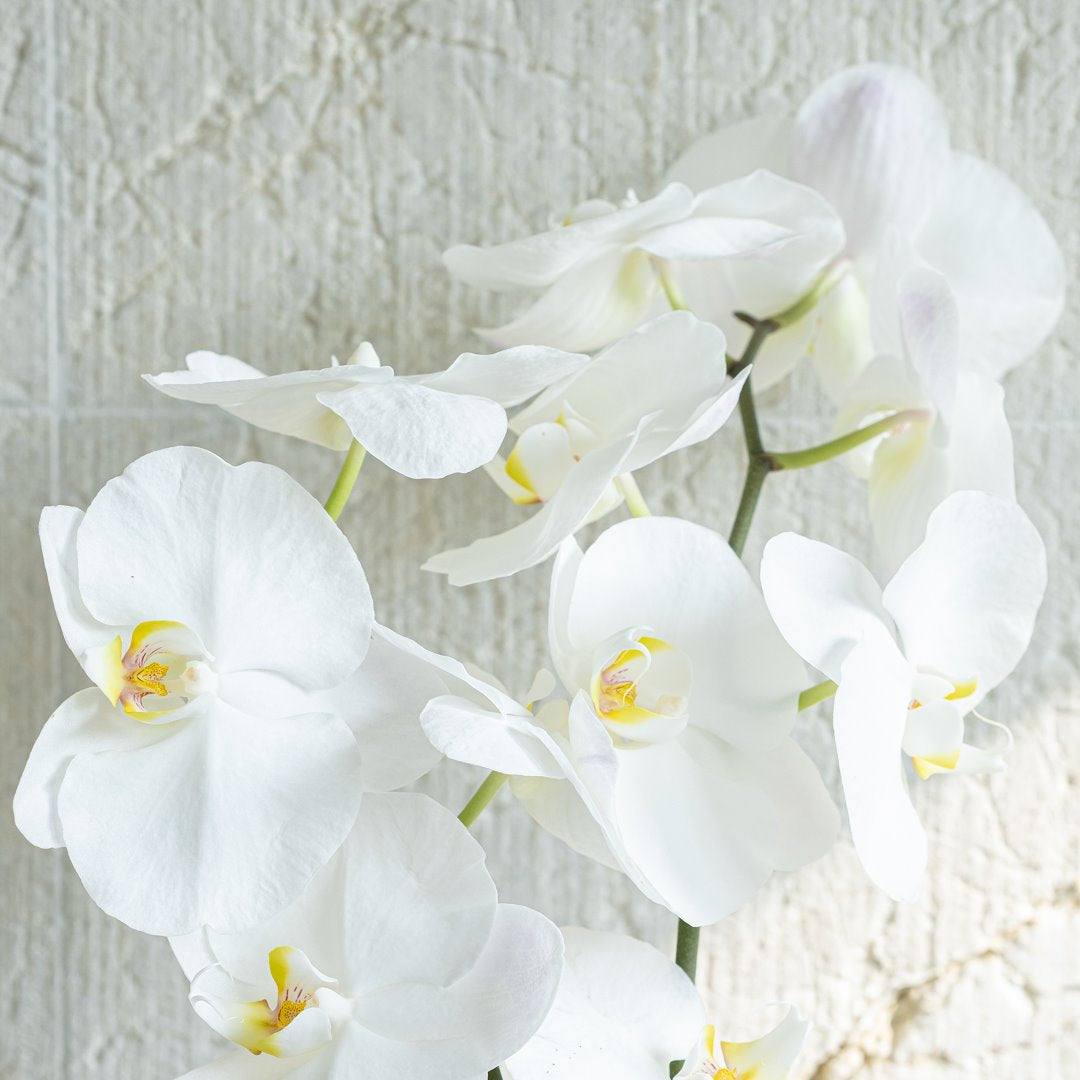 Orchid